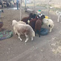 گوسفند بره نر درشت
