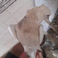 نر وماده طوقی و جوجه