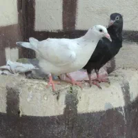 کبوتر