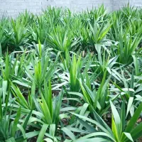 یوکا آپونتیا (گلابی خاردار )موز سیکاس