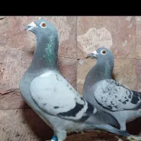 کبوتر مسافتی پلاکی