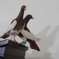 کفتر ساده رنگی