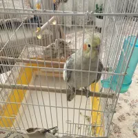 عروس هلندی نر