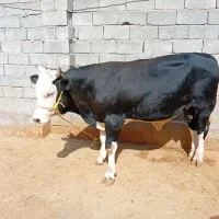 گوساله فروش