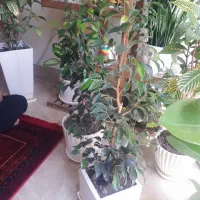 گل بنجامین به همراه گلدان سرامیکی اصل