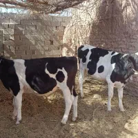 دو گوساله ماده