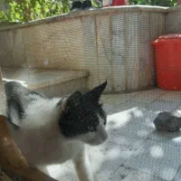 گربه نیمه خونگی