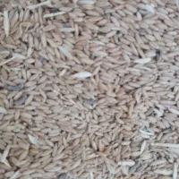 گندم|خوردنی و آشامیدنی|اراک, |دیوار