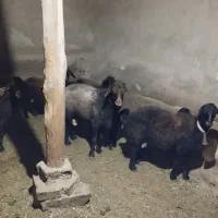 قوچ