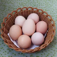 تخم مرغ نطفه‌دار نژاد آمروک آمریکایی