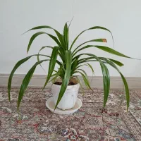 گلدان