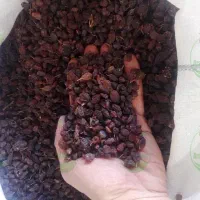 کشمش و مویز ابگیری