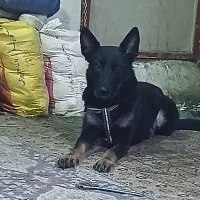 حیوان خانگی با اصالت