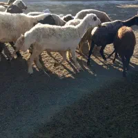 یک راس بره نر همو