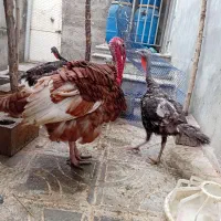 بوقلمون نر و ماده تخم گذار فروش