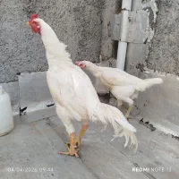 مرغ و خروس لاری