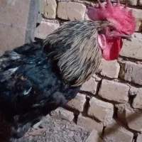 خروس محلی