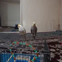 عروس هلندی
