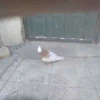 کبوتر