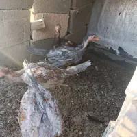 جوجه لاری از نژاد بینظیر
