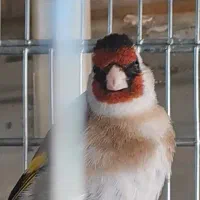 سهره
