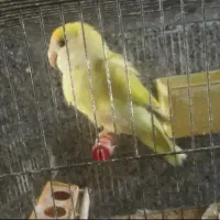 کوتوله ماده بالغ