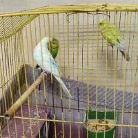 مرغ عشق