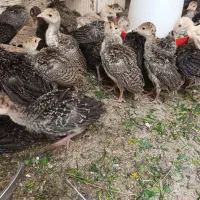 جوجه بوقلمون برنز
