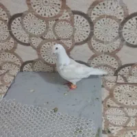 لازم ندار م
