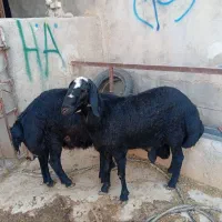 بره قوچ