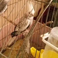 عروس هلندی گلباقالی سفید