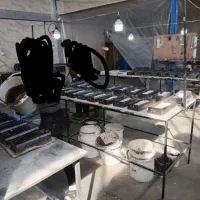 همکار جوشکار ترجیها بازنشسته