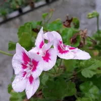 گشایش کار و محبت