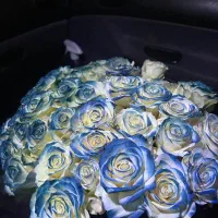 فروش ویژه رز طبیعی هلندی با رنگ فانتزی شاخه ای ۲۵