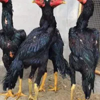 تخم مرغ اوشامو درجه یک