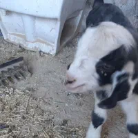 فروشیک راس بزغاله 5 روزه