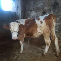 گوساله سمیتال