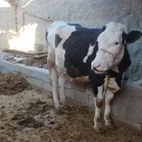تلیسه مونت با گوساله