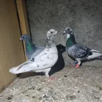کبوتر