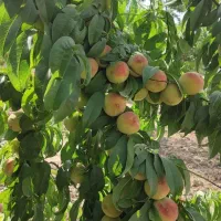 فروش باغ