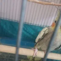 مولد با جوجه