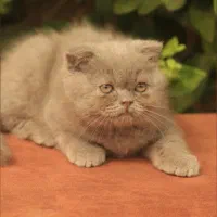 گربه اسکاتیش