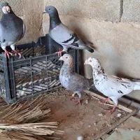 دورگ و پلاکی