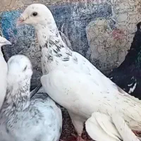 خارا گرفته شده