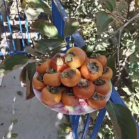 خانه-ویلایی-150-متری-در-وشنوه