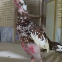 مادیا نسل ضمانتی