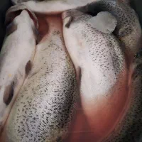 ماهی غزل آلا صید روز