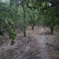 باغ-شهریار
