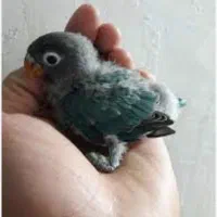 طوطی برزیلی.کوتوله.گمشده