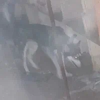 گمشده